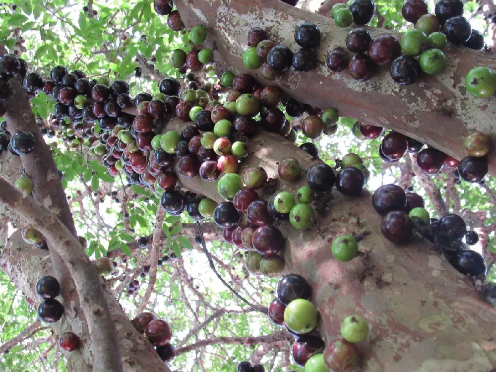 Jaboticaba