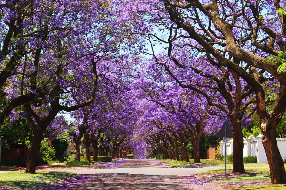 Jacaranda Tree