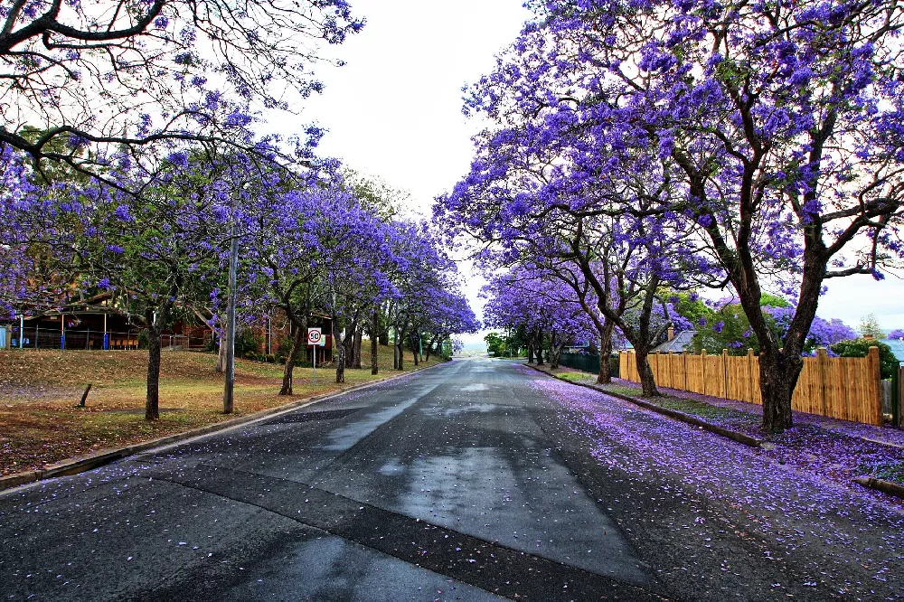 JacarandaTree1