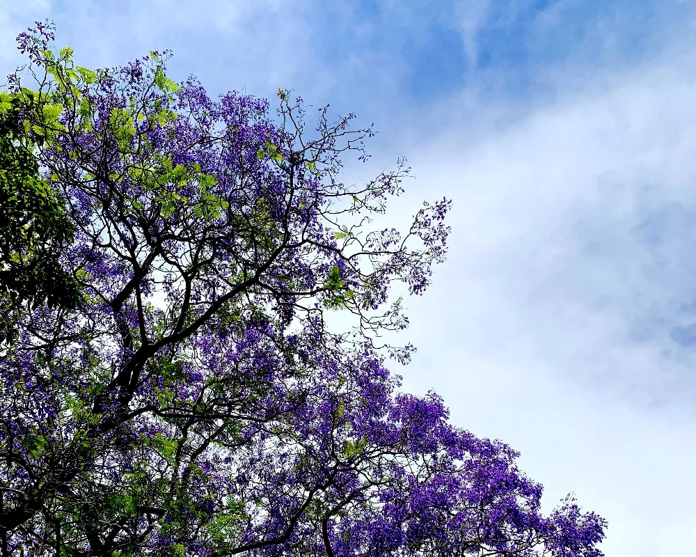    JacarandaTree3