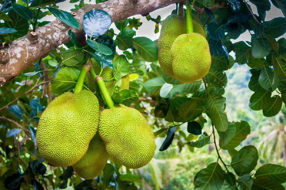 Jackfruit tree