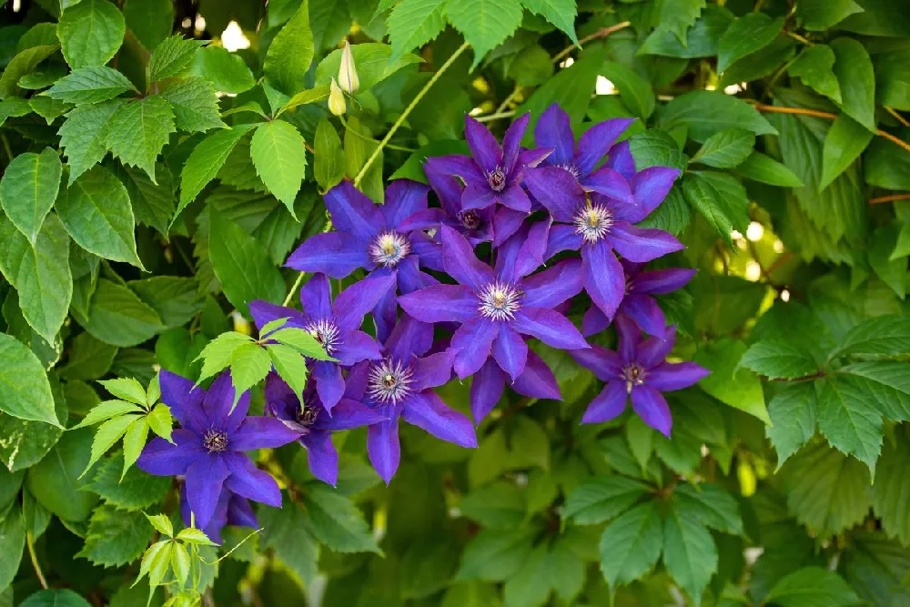 Jackmanii Clematis Vine