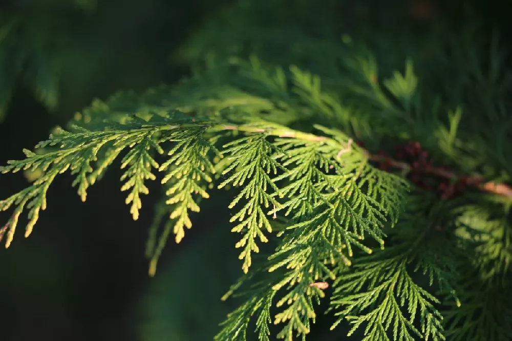 Jade Waves™ Fernspray False Cypress