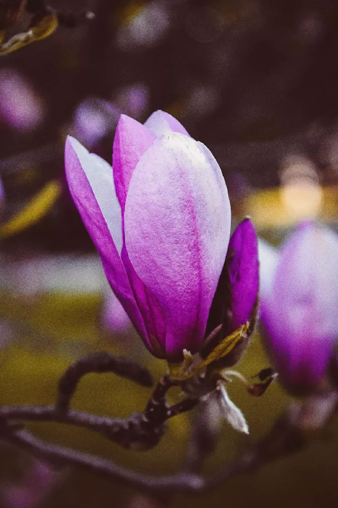 Jane Magnolia close-up