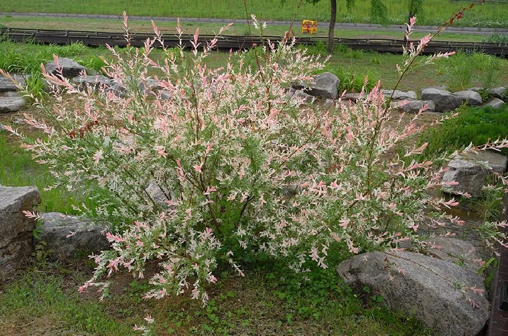 Willow Hybrid Tree