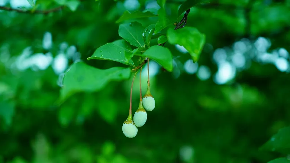 Japanese Snowbell Tree