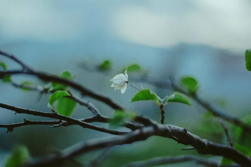 Japanese Snowbell Tree 2