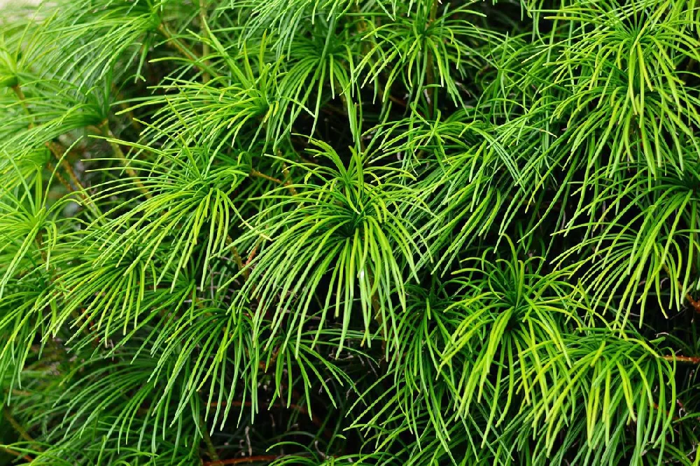 Japanese Umbrella Pine Tree close-up