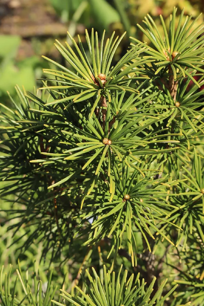 Japanese Umbrella Pine Tree 2