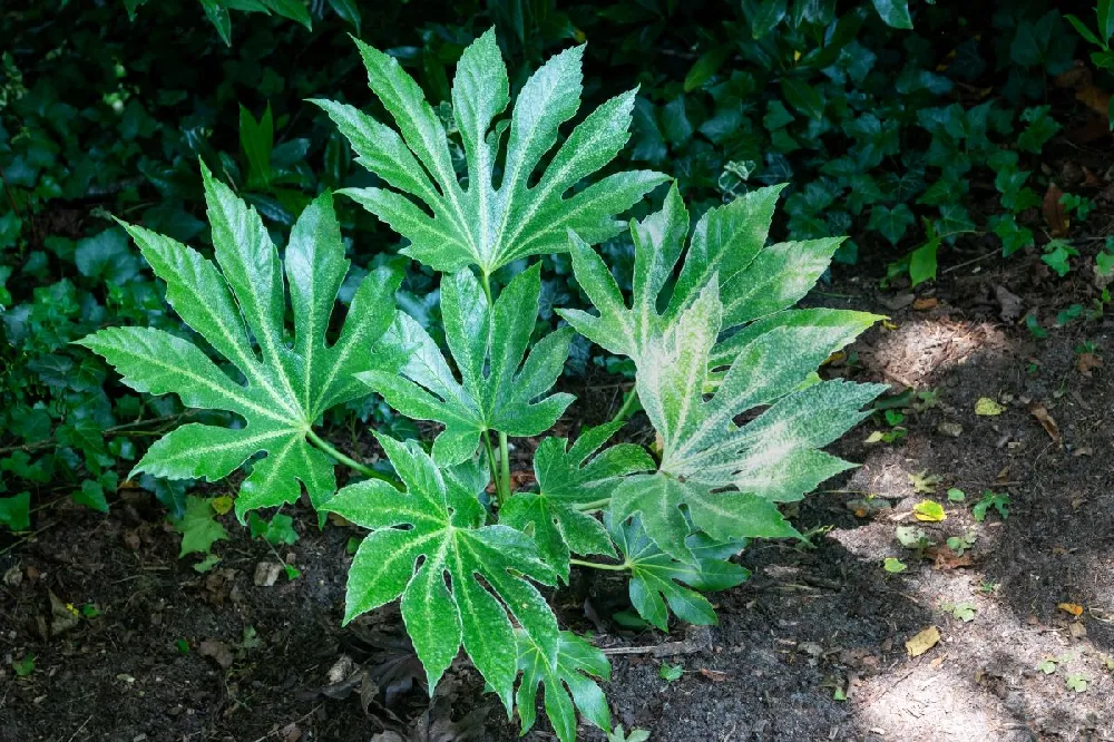 Japanese Aralia Plant