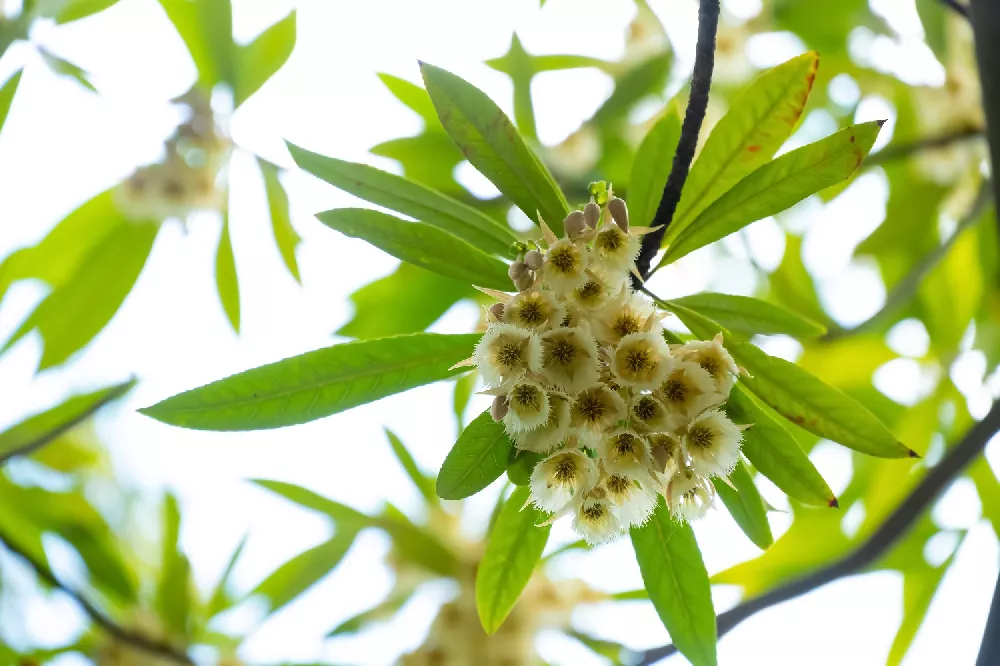 Japanese Blueberry Trees