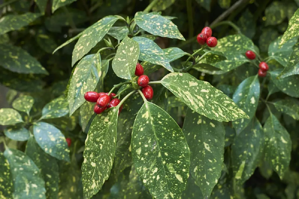 Japanese Gold Dust Aucuba Shrub