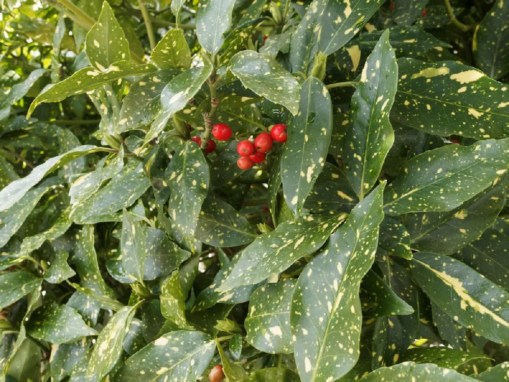 Japanese Gold Dust Aucuba Shrub