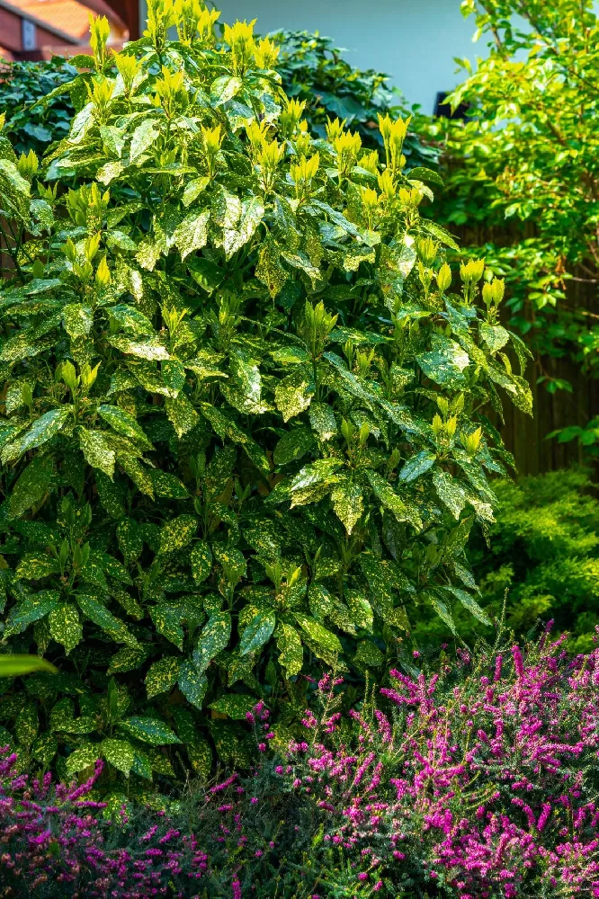 Japanese Gold Dust Aucuba Shrub