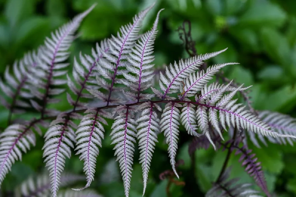 Japanese Painted Fern