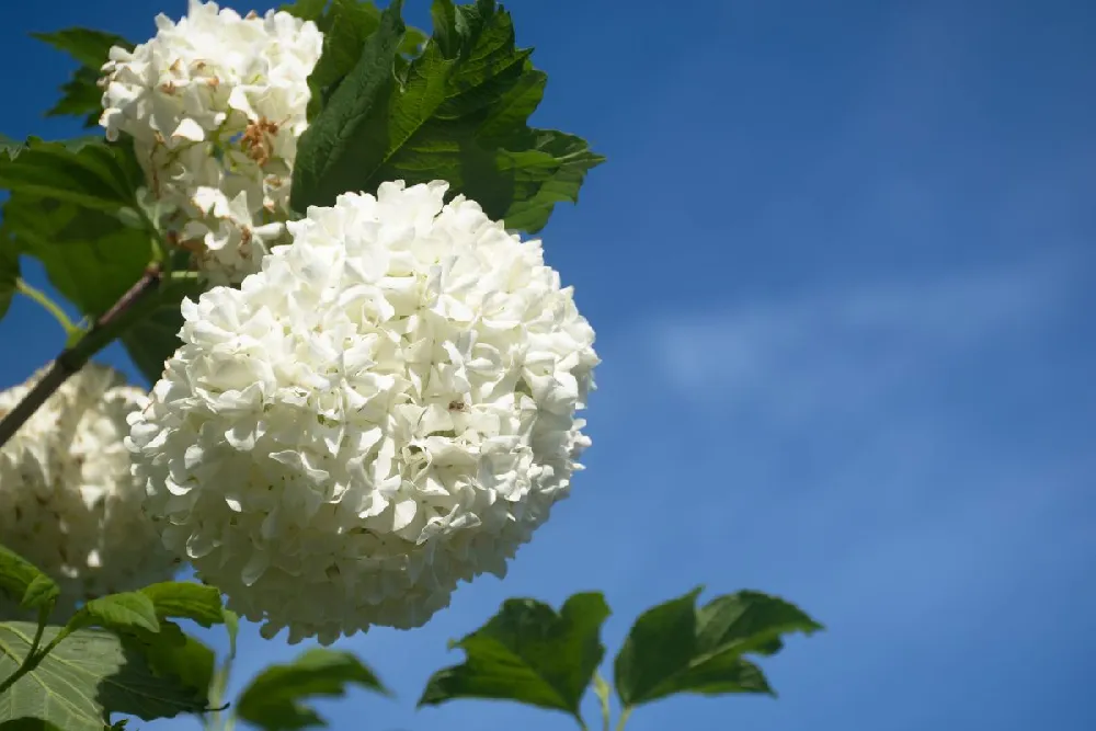 Japanese Snowball Bush