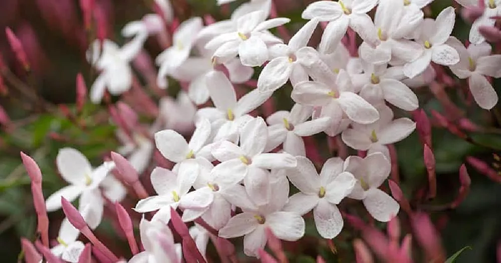 Jasmine Flowers