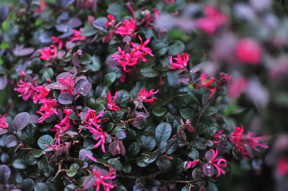 Jazz Hands® Variegated Loropetalum