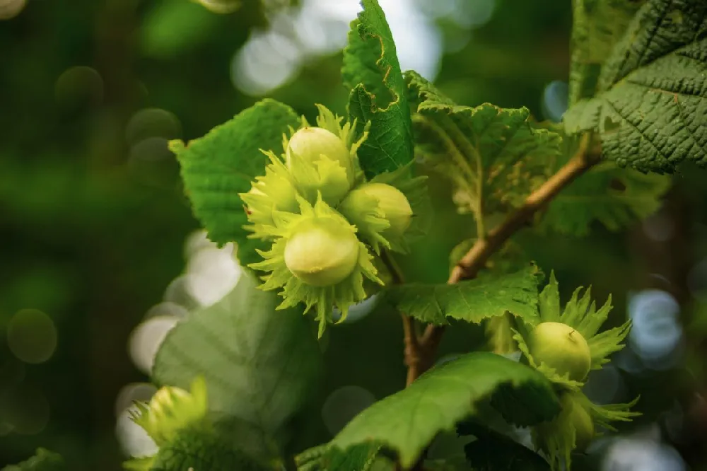 Jefferson Filbert Hazelnut Tree