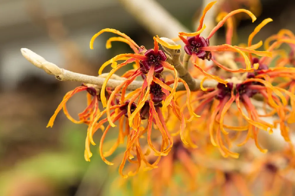 Jelena Witch Hazel Shrub