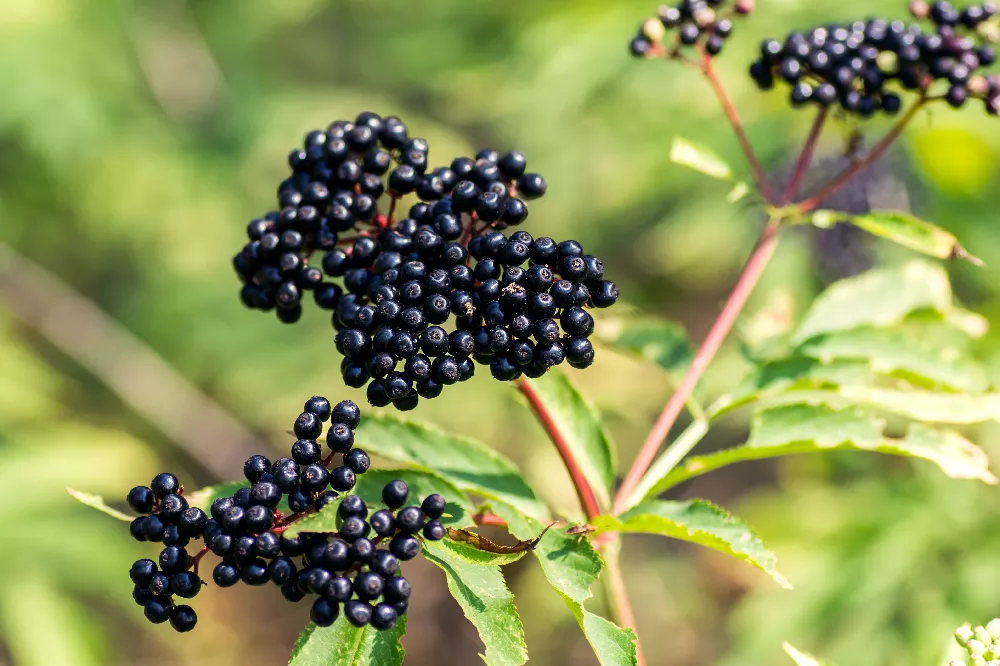 ‘Johns’ and ‘Adams’ Elderberry Shrub