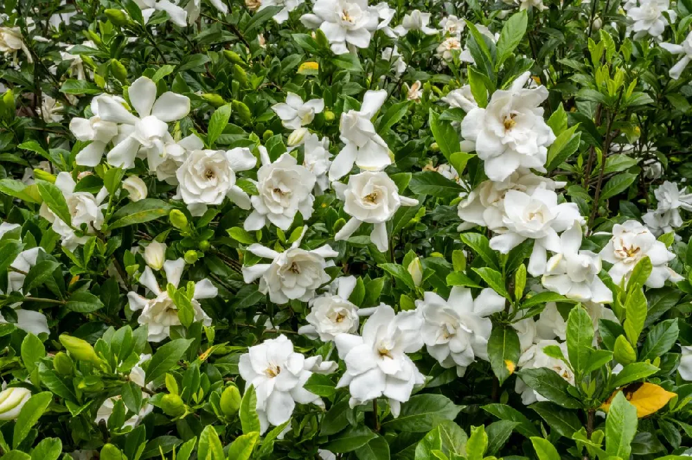 Jubilation Gardenia Shrub