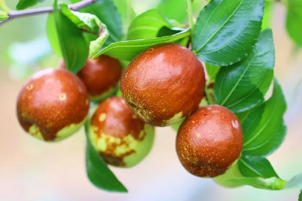 Jujube Tree