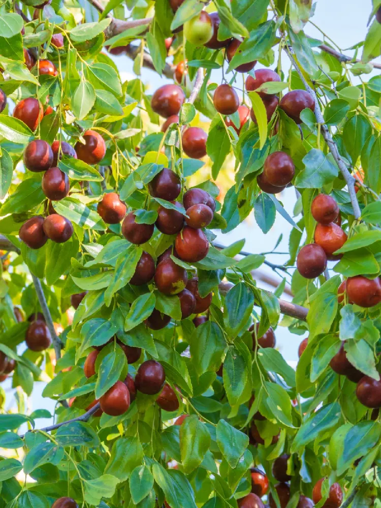 Jujube Tree