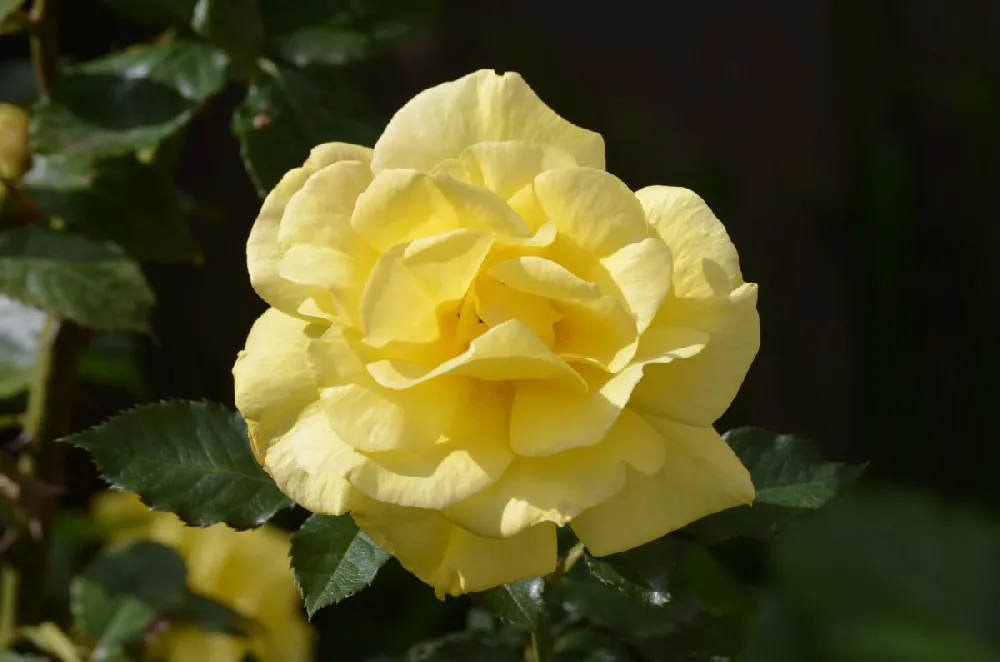 Julia Child Rose