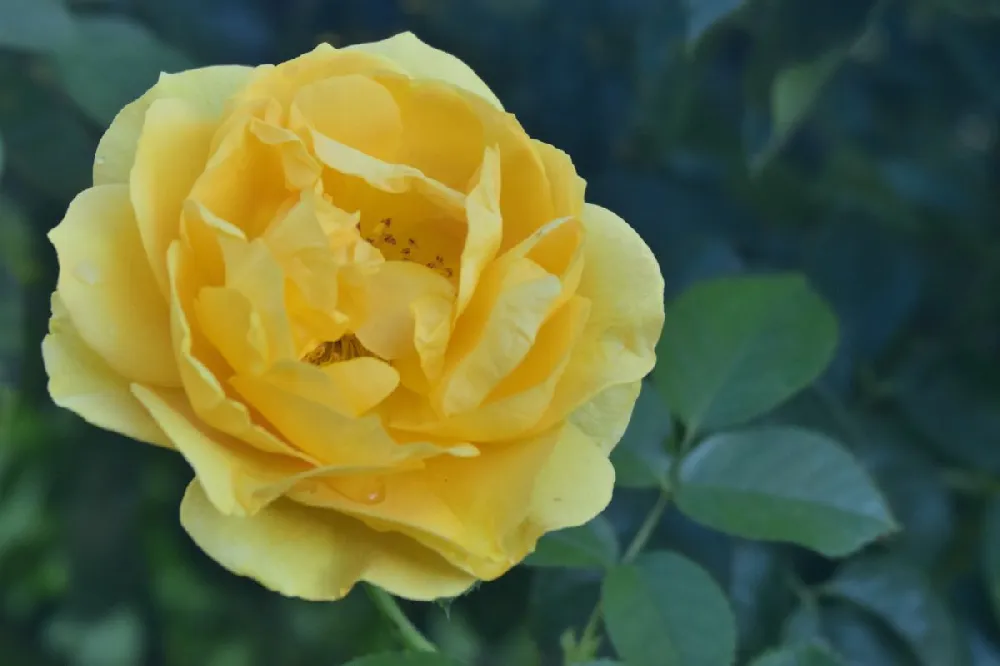 Julia Child Rose