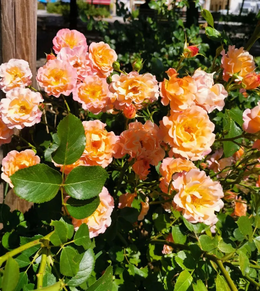 Julia Child Rose Tree