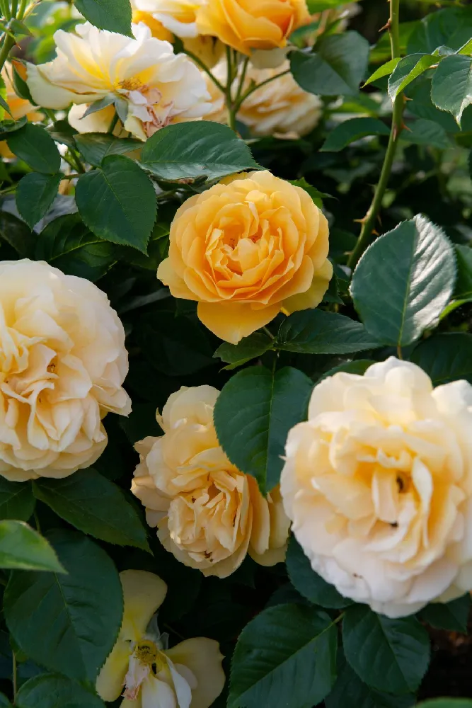 Julia Child Rose Tree