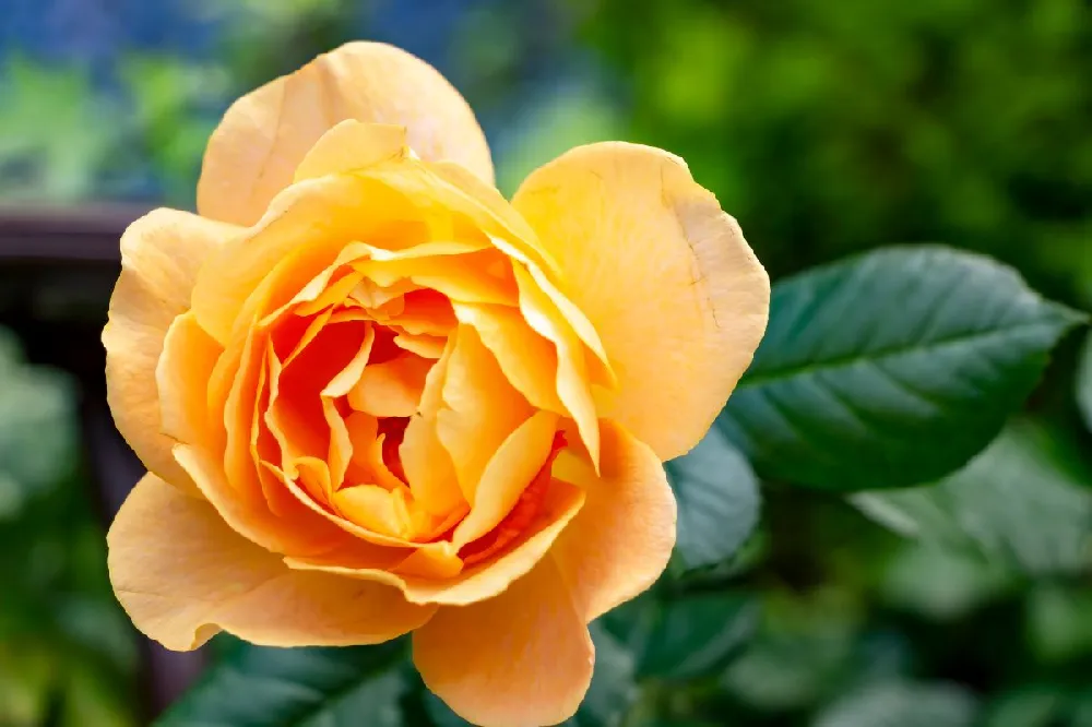 Julia Child Rose Tree