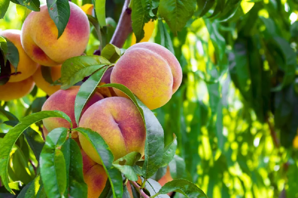 June Gold Peach Tree