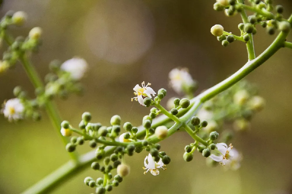 JunePlumTree flower