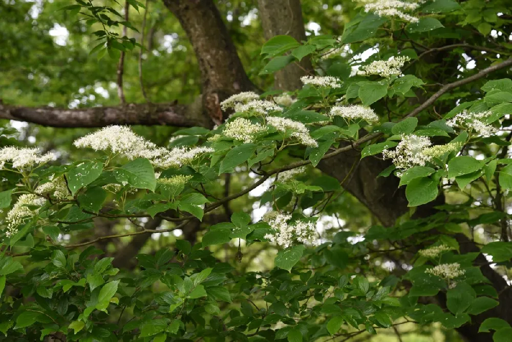 June Snow Giant Dogwood 1