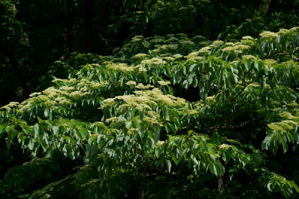 June Snow Giant Dogwood 2