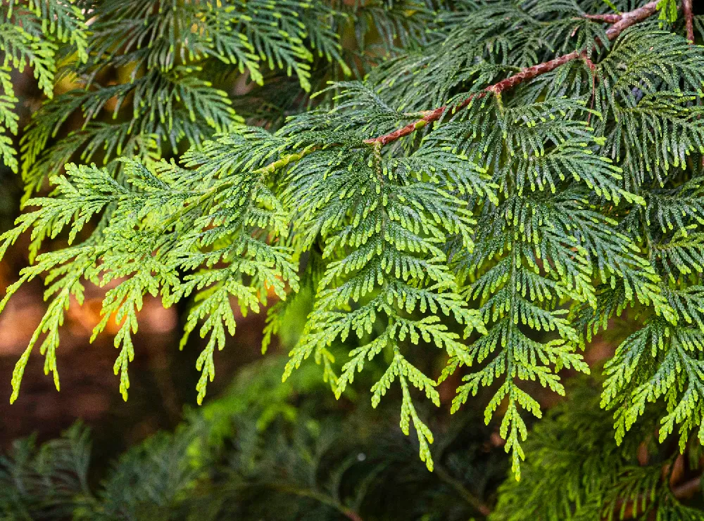 Thuja ‘Green Giant’ Evergreen Tree