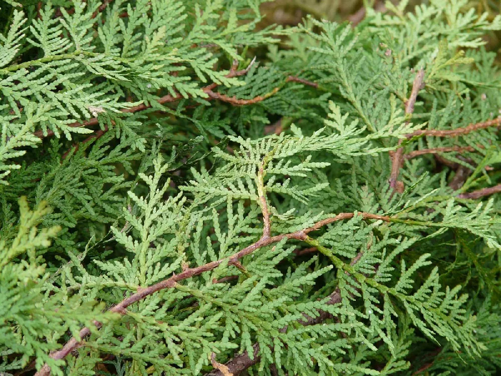 Juniper 'Wichita Blue' close-up