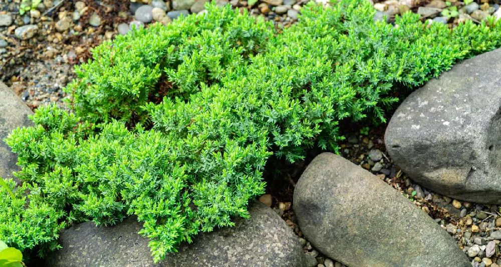 Green Mound Juniper Topiary 3