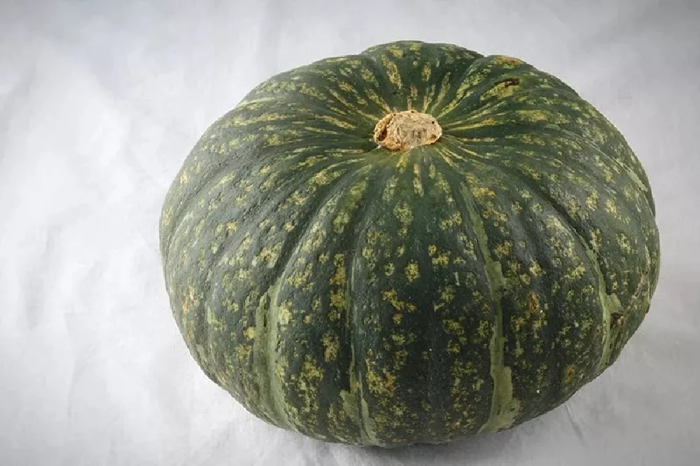 Kabocha