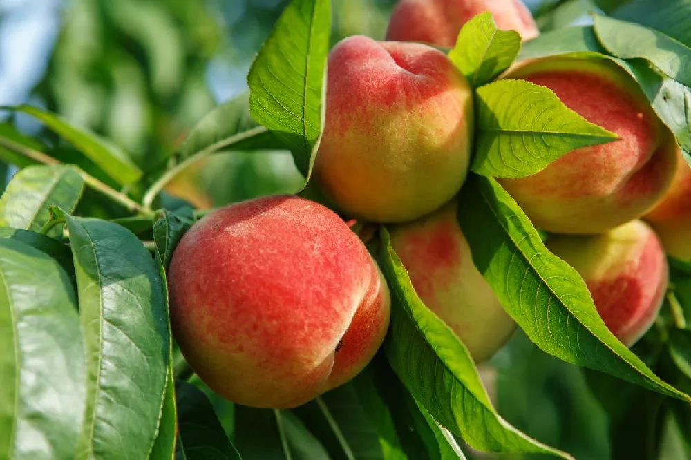 Kader Peach Tree