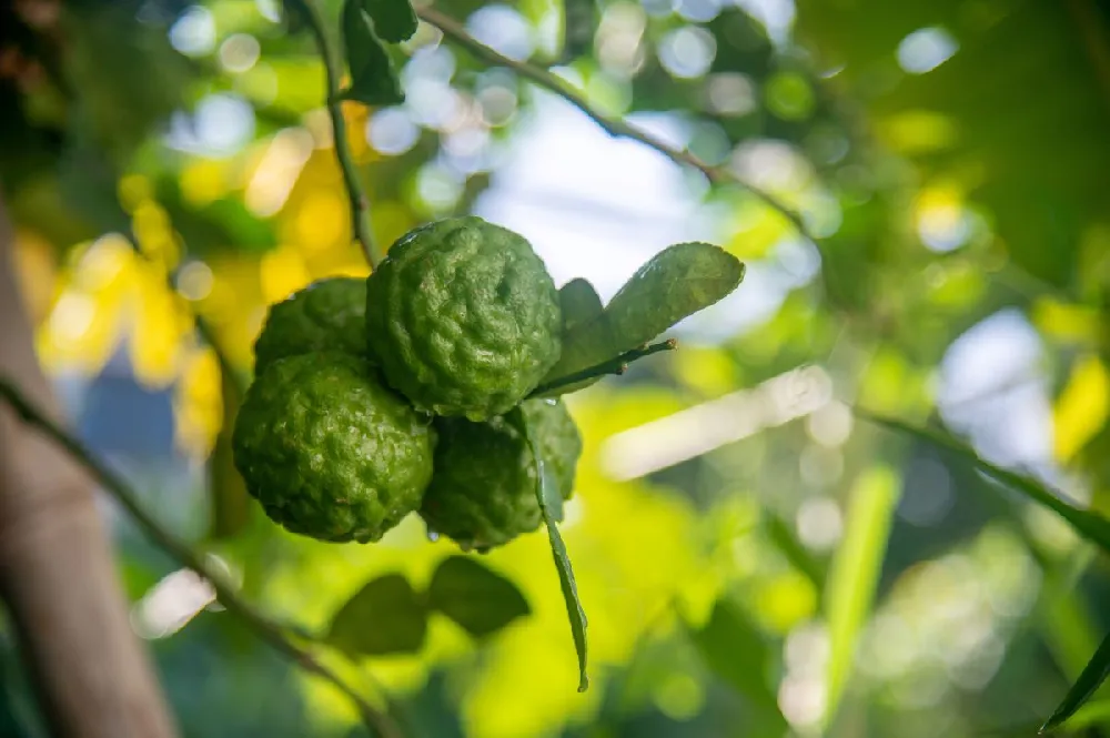 Kaffer 'Kieffer' Lime Tree