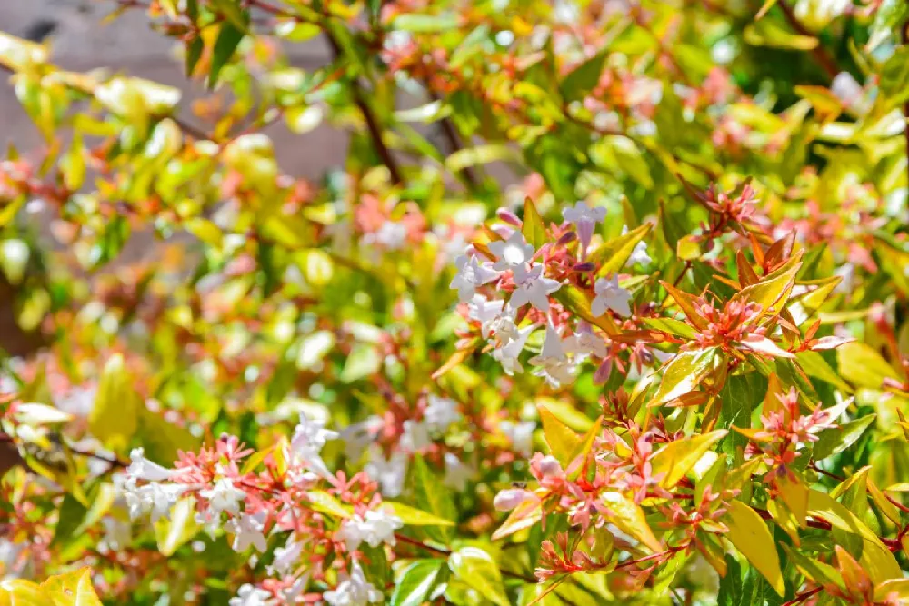 Kaleidoscope Abelia Shrub