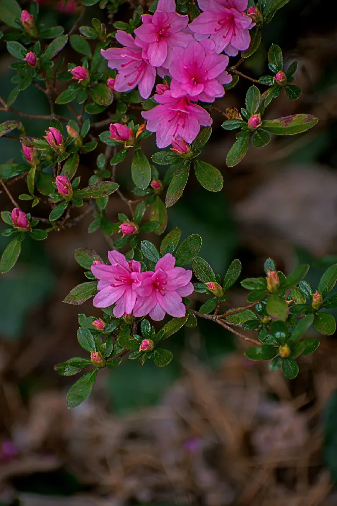 Karen Azalea Shrub