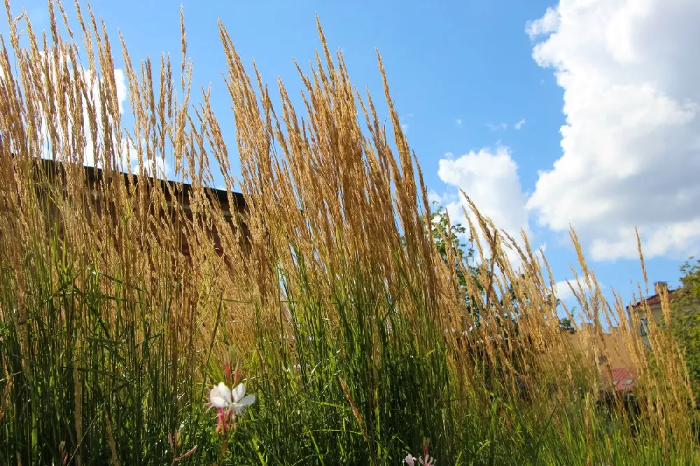 Karl Foerster Grass