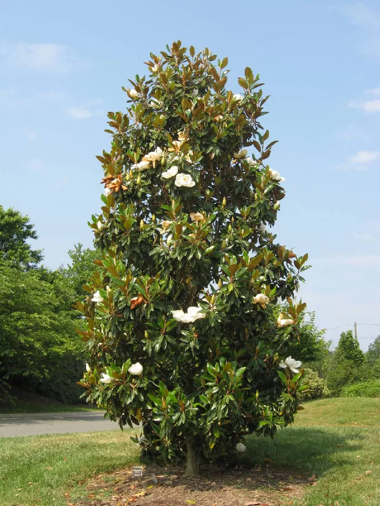 Kay Parris Magnolia tree