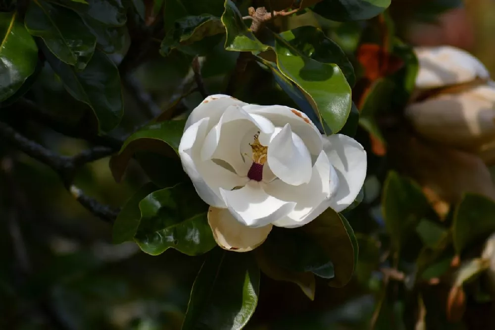 Kay Parris Magnolia