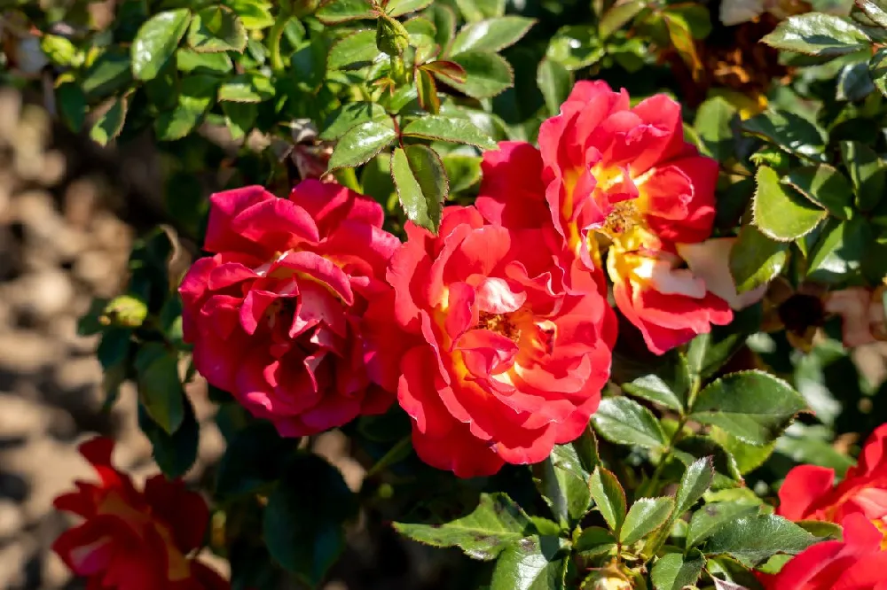 Ketchup & Mustard Rose Tree