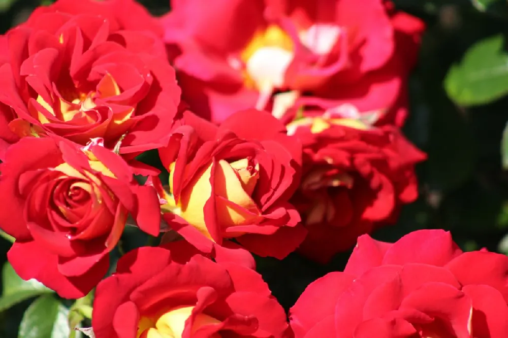 Ketchup & Mustard Rose Tree